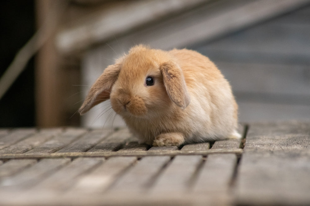 Fluffy Butts Pet Supplies